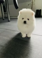 Německý špic trpasličí štěňátka~Pomeranian