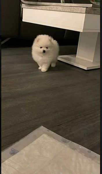 Německý špic trpasličí štěňátka~Pomeranian