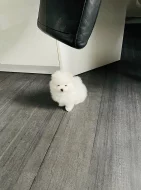 Německý špic trpasličí štěňátka~Pomeranian