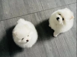 Německý špic trpasličí štěňátka~Pomeranian