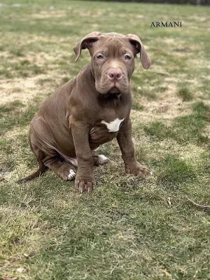 American Bully XL s PP