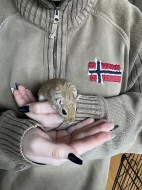 Pískomilové