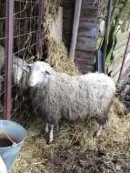 Prodáme berana, skoro roční Merinolandschaf, klidný,ochočený