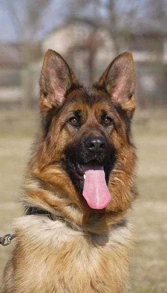 Fena německého ovčáka s PP