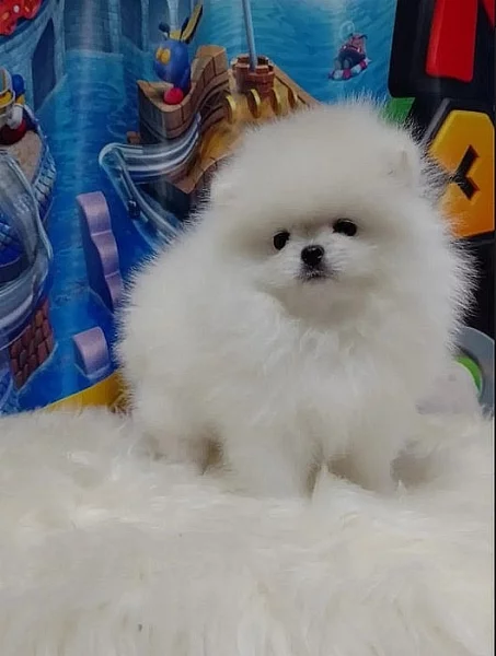 Německého špic štěňata/Pomeranian