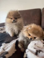 Německého špic štěňata/Pomeranian