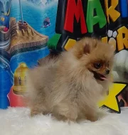 Německého špic štěňata/Pomeranian