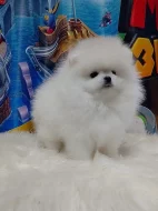 Německého špic štěňata/Pomeranian