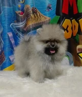 Německého špic štěňata/Pomeranian