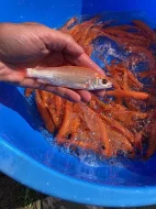 JEZÍRKOVÉ RYBY a TROFEJNÍ JESETERY