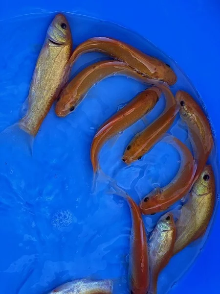 JEZÍRKOVÉ RYBY a TROFEJNÍ JESETERY