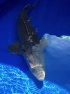 JEZÍRKOVÉ RYBY a TROFEJNÍ JESETERY