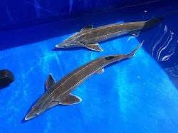 JEZÍRKOVÉ RYBY a TROFEJNÍ JESETERY