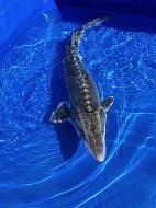 JEZÍRKOVÉ RYBY a TROFEJNÍ JESETERY