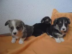 Welshcorgi pemboroke