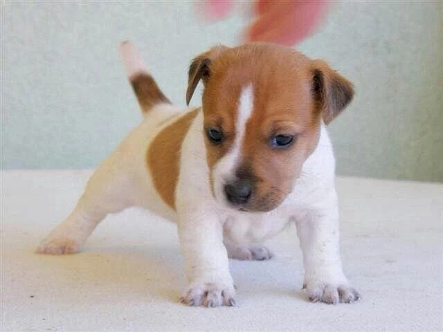 Prodám štene - fenku Jack Russell Terier
