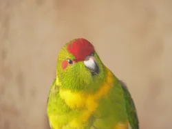 Prodám kakariki rudočelé