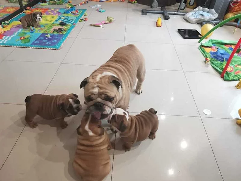 Super rozkošná štěňata anglického buldočka.