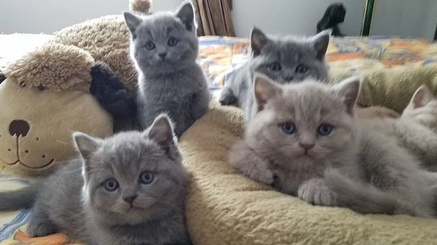 Prodám britská koťátka s PP