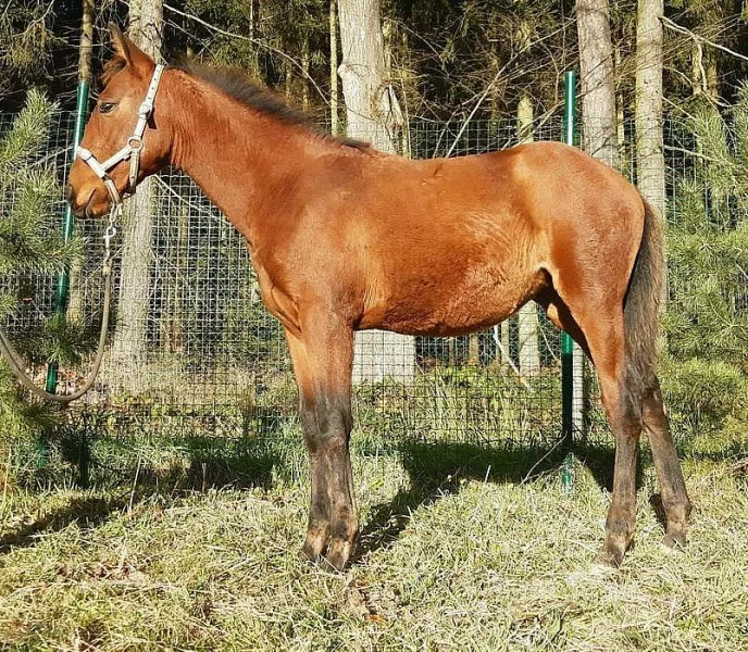 Lusitano klisnička