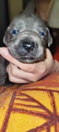 CANE CORSO ŠTĚŇÁTKA