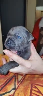 CANE CORSO ŠTĚŇÁTKA