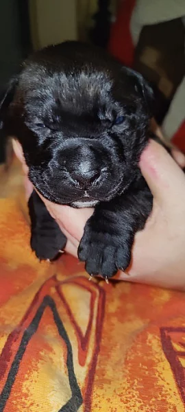 CANE CORSO ŠTĚŇÁTKA