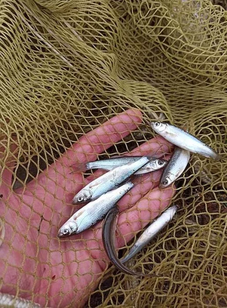 Ostroretka stěhovavá