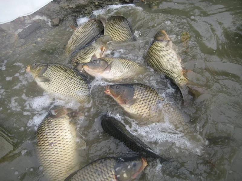 Prodám násadu kapra K-3 Třeboň