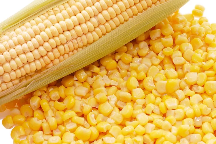 Krmná kukuřice
