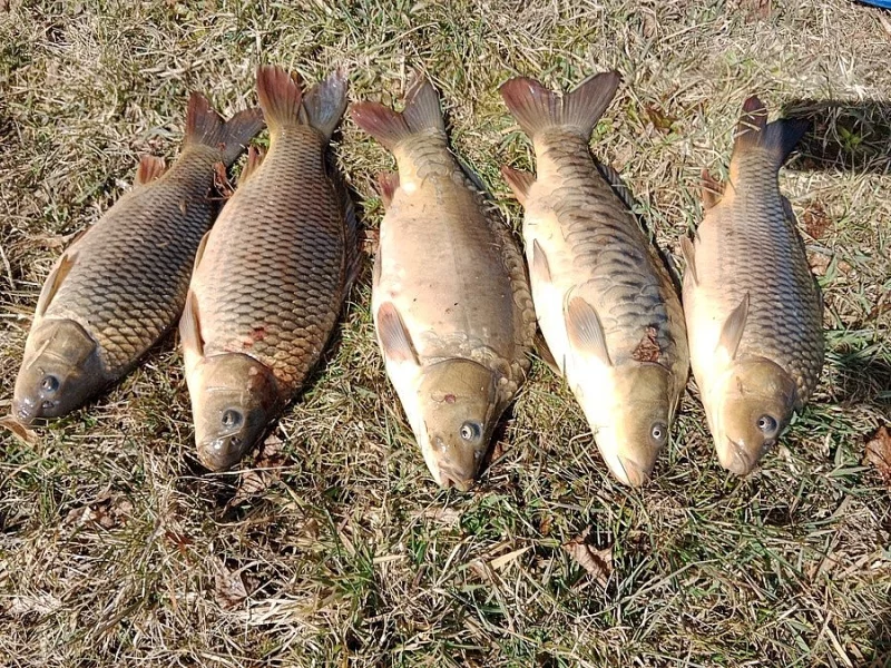 Prodám násadu kapra K-3