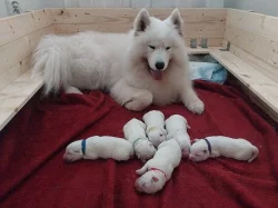 Samojed - štěňátko s PP