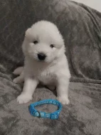 Samojed - štěňátko s PP