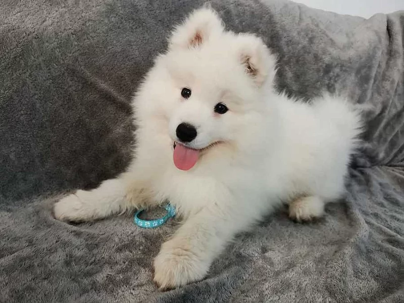 Samojed - štěňátko s PP