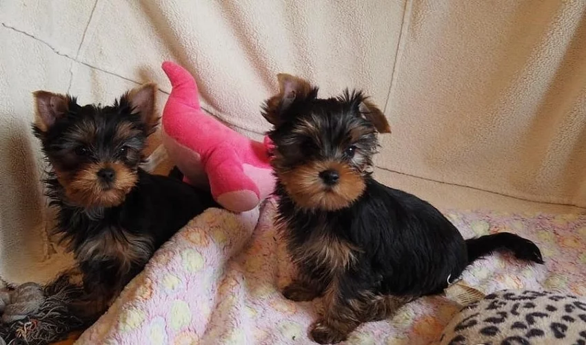 Nejroztomilejší štěňátka jorkšírského teriéra