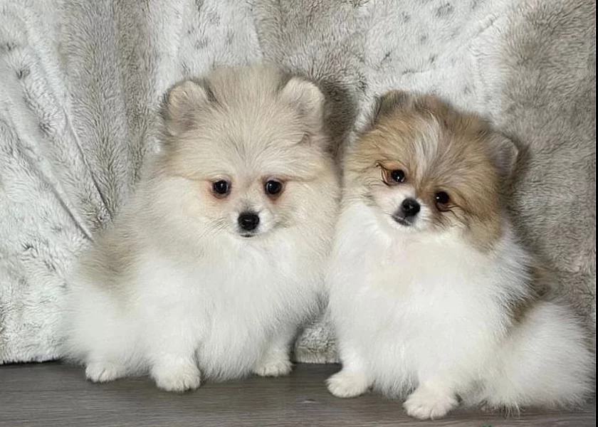 Majestic Pomeranian štěňata k dispozici