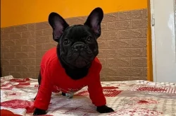 Vynikající štěňata francouzských buldočků k přemístění