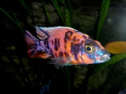 Odchovy tlamovci MALAWI