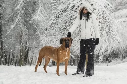 Štěňátka Tosa Inu