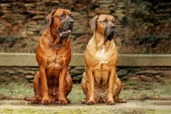 Štěňátka Tosa Inu