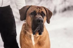 Štěňátka Tosa Inu