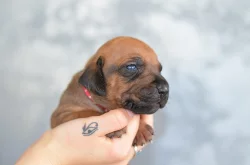 Rhod. Ridgeback - štěňátka s PP