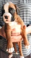 Boxer štěňata
