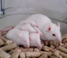 Daruji bílé myšky