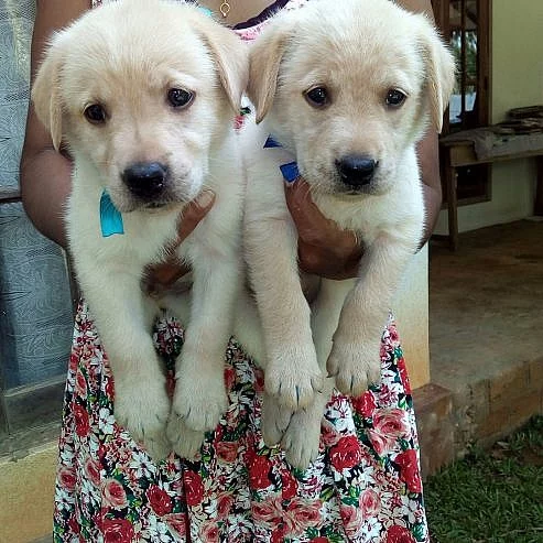 Labradorský retriever bez PP