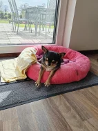 Daruji čivavu nebo prosím střídavou péči