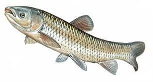 Kapr násada 10cm šupina. Amur 10 cm