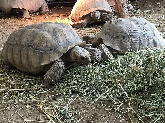 SUCHOZEMSKÉ ŽELVY OSTRUHATÉ – odchov