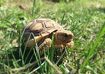 SUCHOZEMSKÉ ŽELVY OSTRUHATÉ – odchov