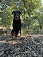 Beauceron štěňátka s PP